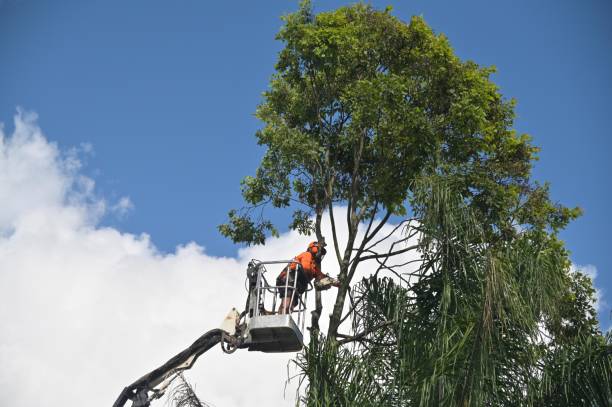 Best Tree Disease Treatment  in Temple, TX